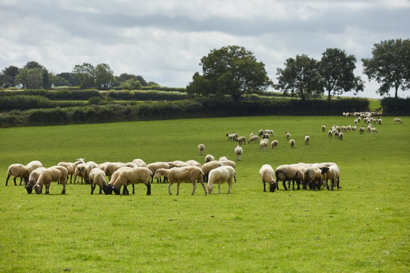 Pilgrim’s UK Lamb Ltd will process Welsh and British premium lamb products, with all lamb producers Farm Assured