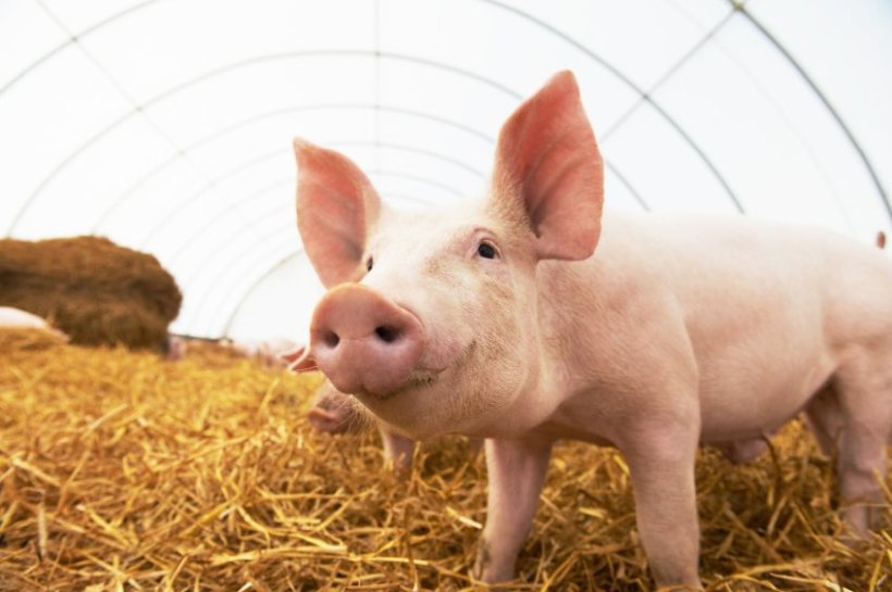 The National Pig Association is the representative trade association for British commercial pig producers