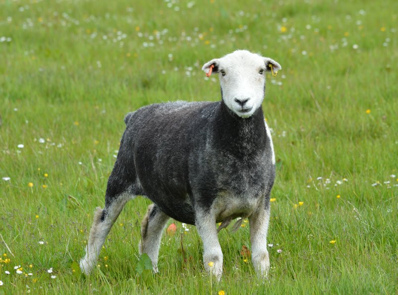 Britain has the largest number of native sheep breeds of any country in the world – over sixty