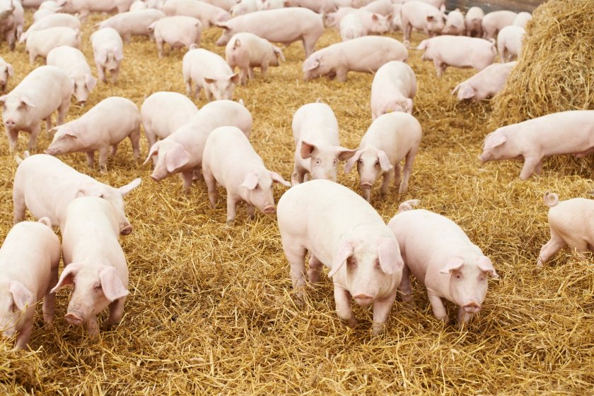 The National Pig Association (NPA) warned that the rate of price increase had 'markedly slowed'