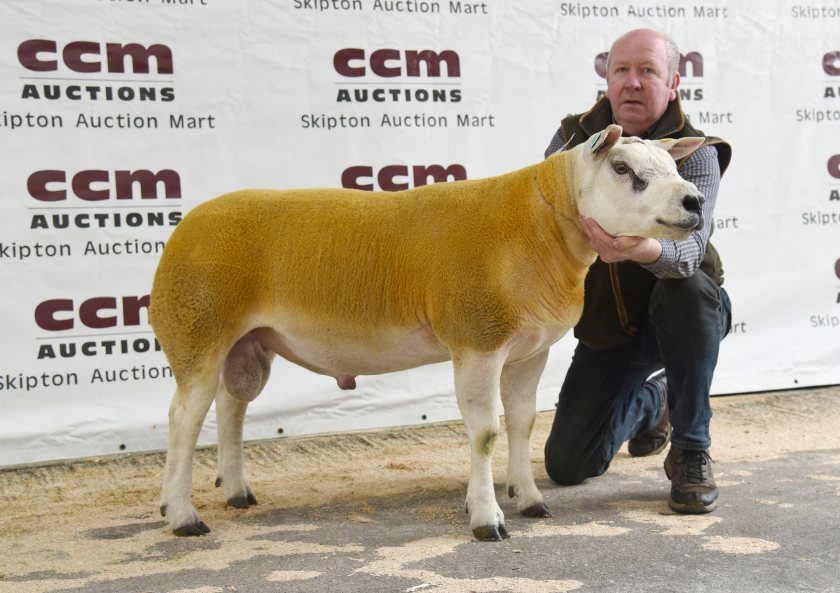 Peter Longdin with Wellingley Emperors, his first prize and breed centre record 7,000gns shearling ram