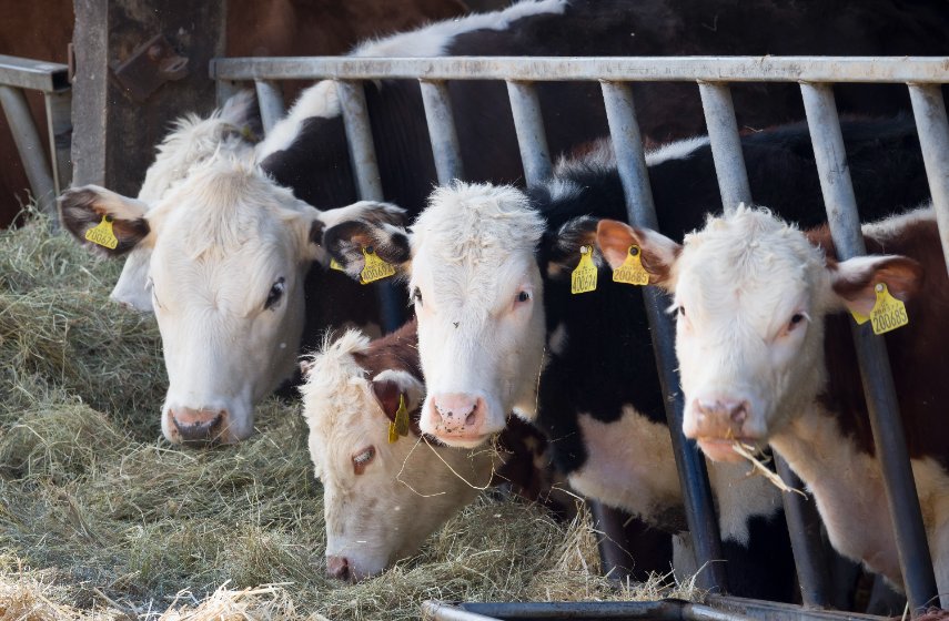 Under the programme, two farming businesses will access free training, technical support and access to mentoring 