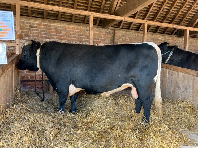 The ancient Gloucester breed is categorised as a 'priority' breed on the Rare Breeds Survival Trust (RBST) watchlist