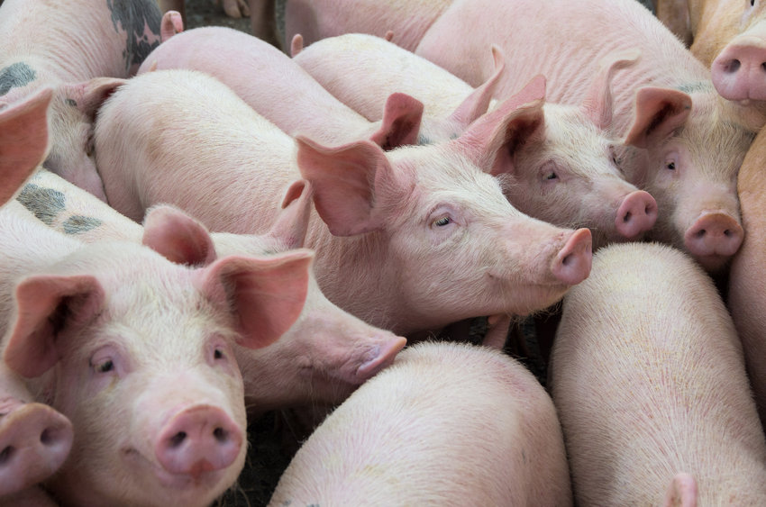 The UK pig sector has witnessed a continuous loss-making situation since October 2020