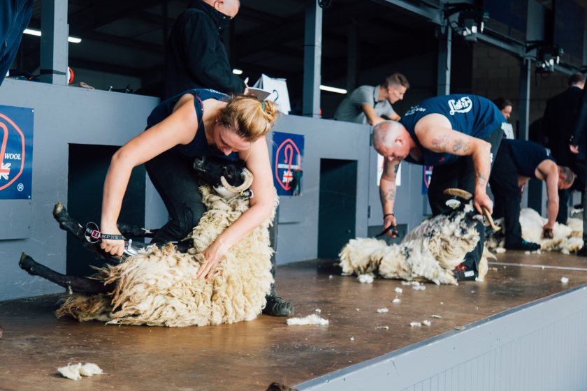 Golden Shears world sheep shearing championships call for applications