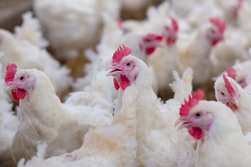 The latest case in Wales comes as the UK continues to face its largest ever outbreak of avian influenza