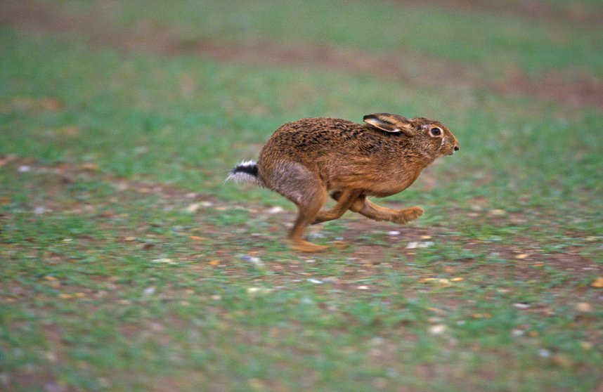 Police forces in the south and east of England will use helicopters and drones to improve their ability to spot hare courses in action