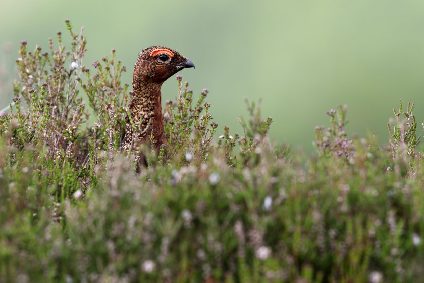 The consultation seeks views from farmers and landowners on a wide range of topics related to wildlife