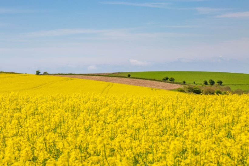 Whilst the UK oilseed rape area is increasing, United Oilseeds says production will not be enough to meet the UK’s annual domestic demand