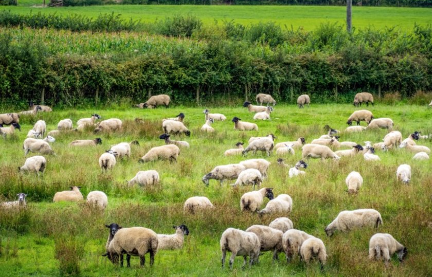 Various breeds including the Suffolk, Texel, Charollais and many Heritage breeds could benefit from the new UK-US agreement