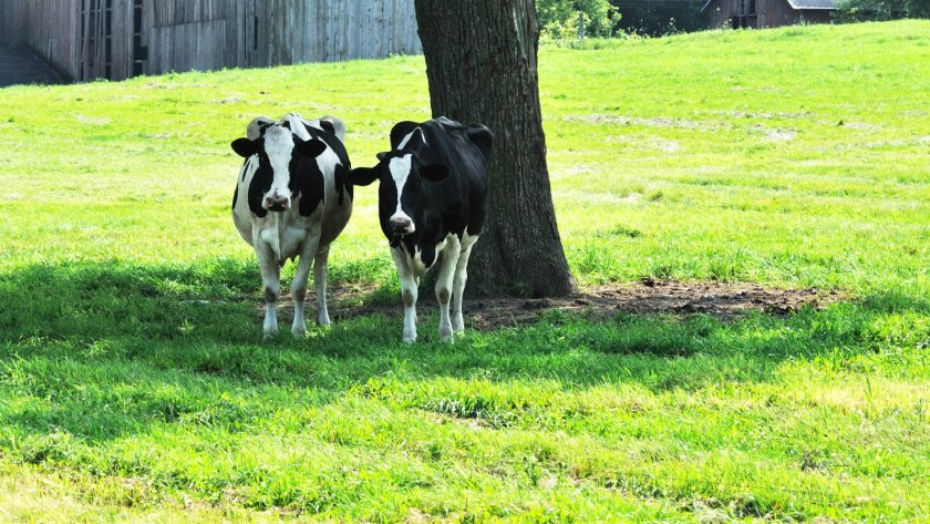 British dairy farms are missing out on milk production by failing to address heat stress, a study shows