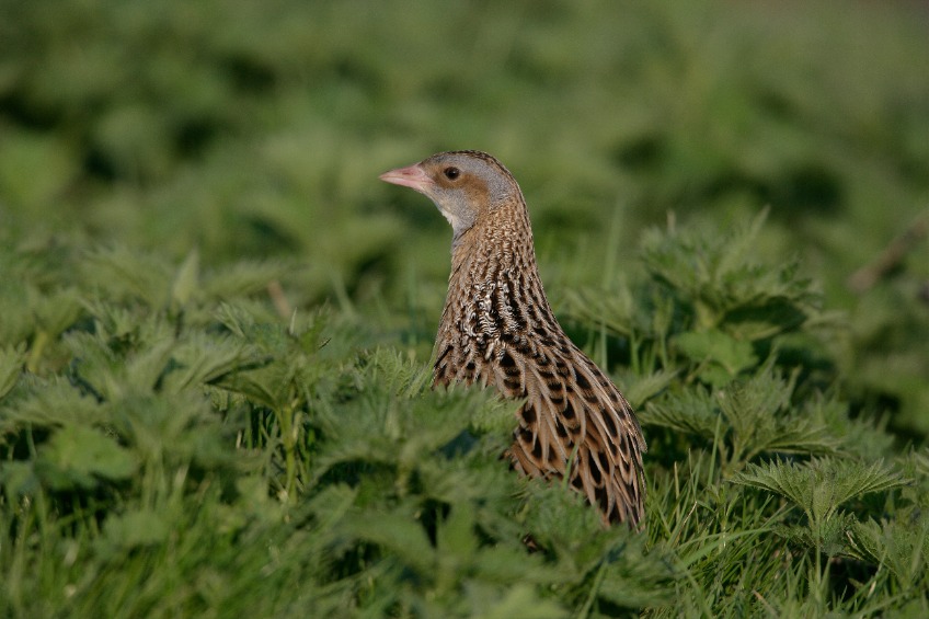 The SCCP aims to help local farmers and crofters manage their land to improve Skye’s corncrake population