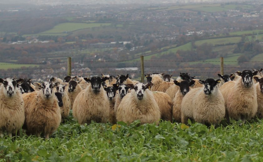 Testing this winter is key to liver fluke control, according to industry experts SCOPS and COWS