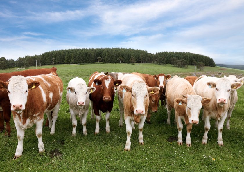 Since June, the cost pressure on all farmers and crofters, regardless of sector has remained intense, causing high levels of uncertainty