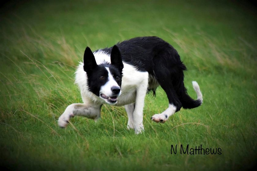 Handler and triallist Dewi Jenkins led the way at £7,000 with his fully-broken 20-month-old bitch, Mwnt Pip