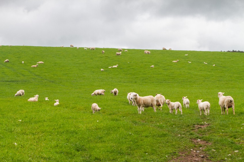 More than £620 million will provide ongoing agricultural support to farmers, the Scottish government said