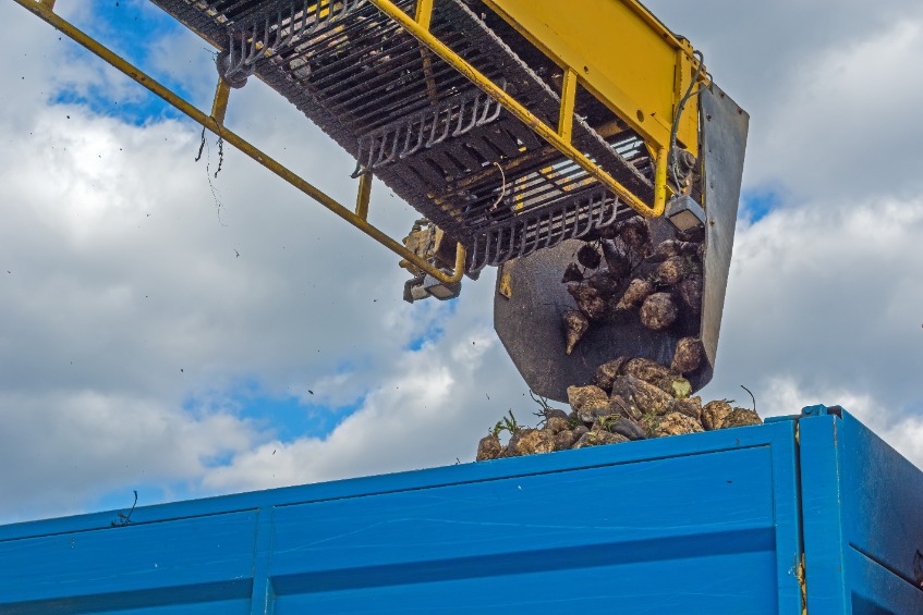 British Sugar said beet will continue to be diverted and processed at factories located in Bury St Edmunds and Wissington