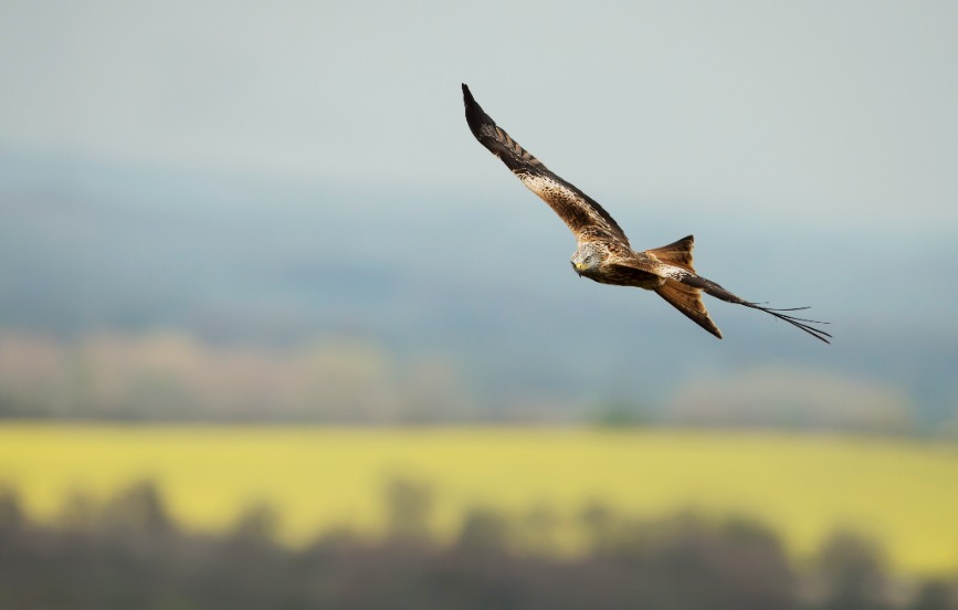 The study is the first to shed light on the amount of nature friendly farming that might be required to recover farmland birds at a landscape scale