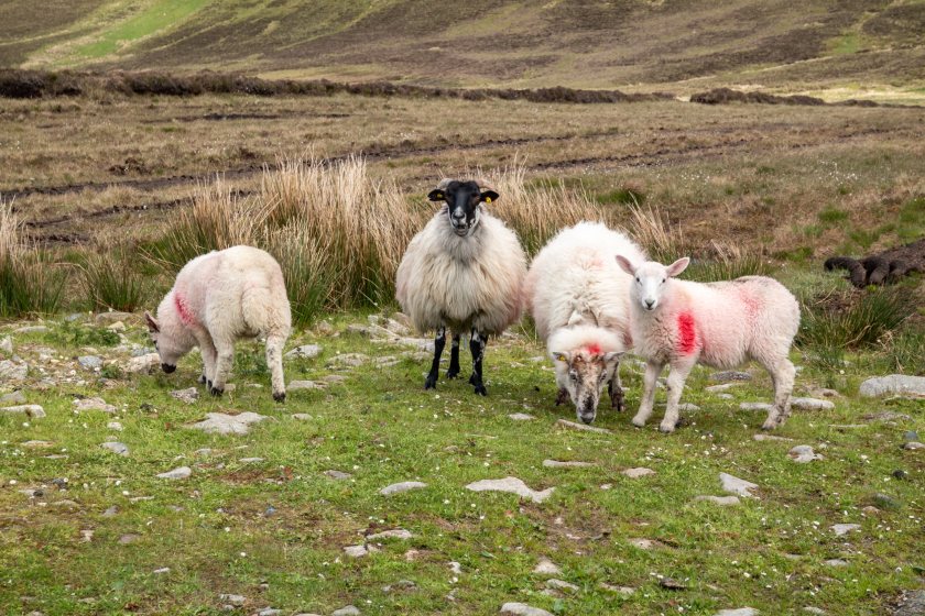 The warning comes as input costs on sheep farms over the past 12 months have soared, leaving the sector vulnerable