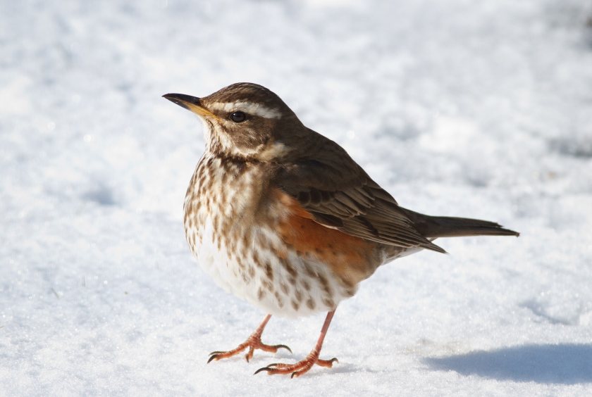 The annual two-week count is seen as an opportunity to take stock of the health of birds on farms across the UK