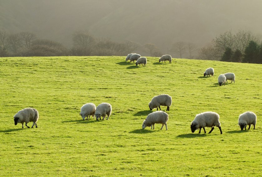 Since its launch in 2015 the current Farming Connect programme has supported over 26,500 individuals, including 12,615 businesses