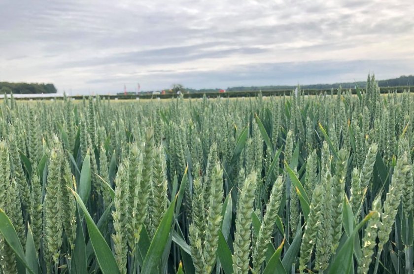 The site, in Melbourne, Derbyshire, will become a testbed for recommended varieties of winter wheat and winter barley