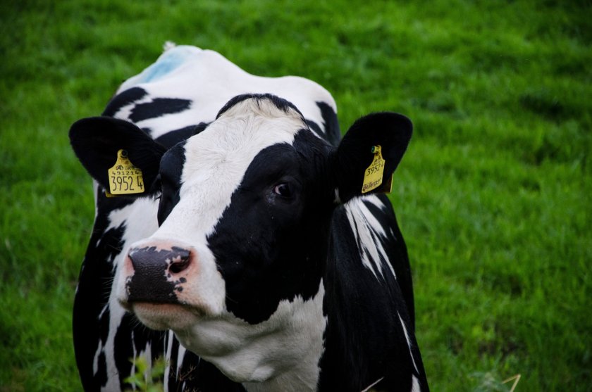 The award is presented each year to an individual who has an outstanding lifetime contribution to the dairy sector