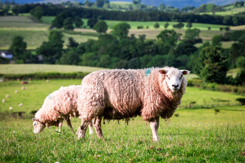 Animal health experts say anthelmintic resistance is a challenge to the future health and profitability of UK sheep farming