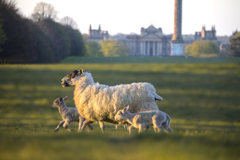 Shepherds are asking dog owners to act responsibly while visiting the estate in the run up to lambing season (Photo: Blenheim Estate)