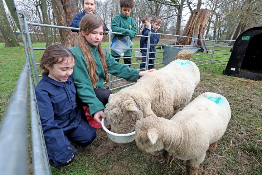 The industry scheme involves school staff and children caring for a ewe and lamb for a week