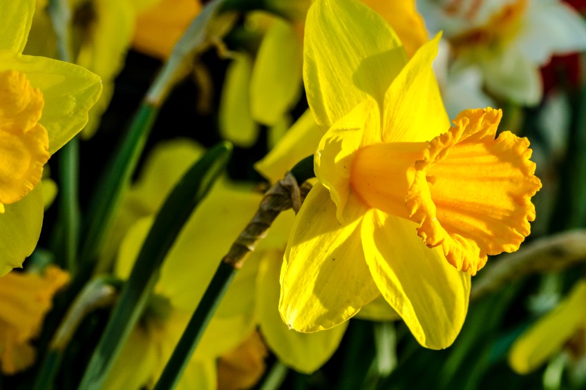 Varfell Farms becomes the latest farm to join LEAF's network of Demonstration Farms, set up to showcase sustainable farming methods