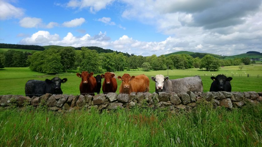 The initiative aims to raise awareness of the benefits that trees can bring to farming and crofting businesses