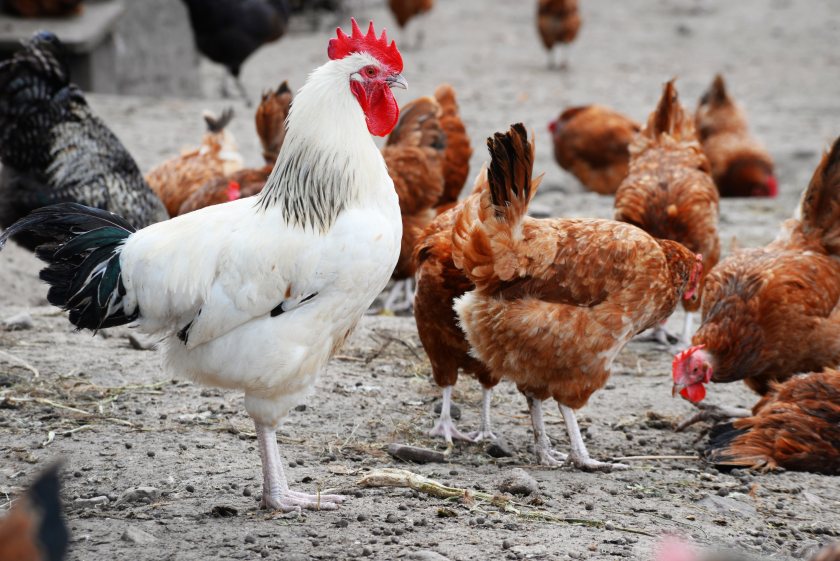 The risk of poultry exposure to highly pathogenic avian influenza in Britain is now classed as medium, meaning 'events occur regularly'