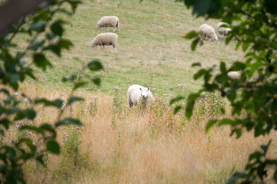 The sheep sector is demanding that the impacts and suffering of dog attacks "cannot be allowed to continue unchecked"