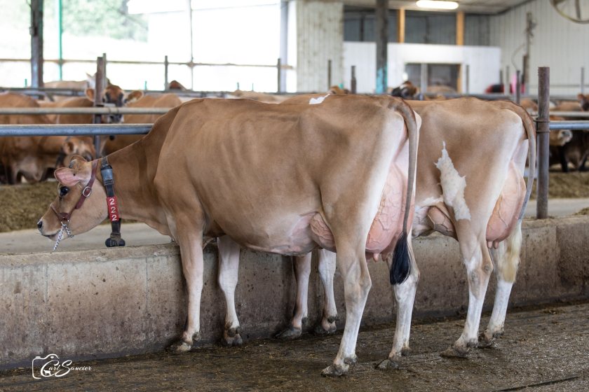 JX River Valley Chief - the new number one Jersey sire ranked on £PLI: photo is of two daughters