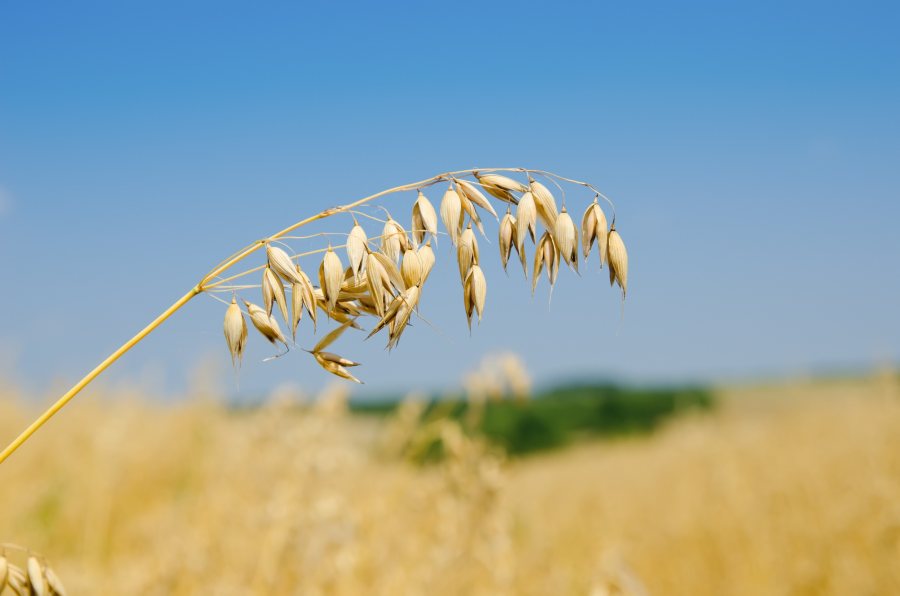 Three-quarters of Quaker Oats are grown within a 100-mile radius of the Cupar Mill in Fife