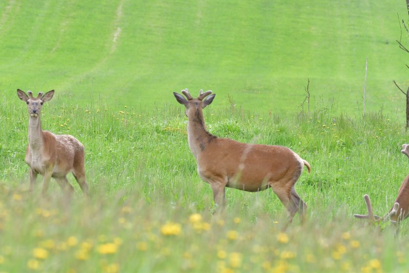 Successful applicants – including venison producers and processors – will support the development of a wider robust marketplace for wild venison