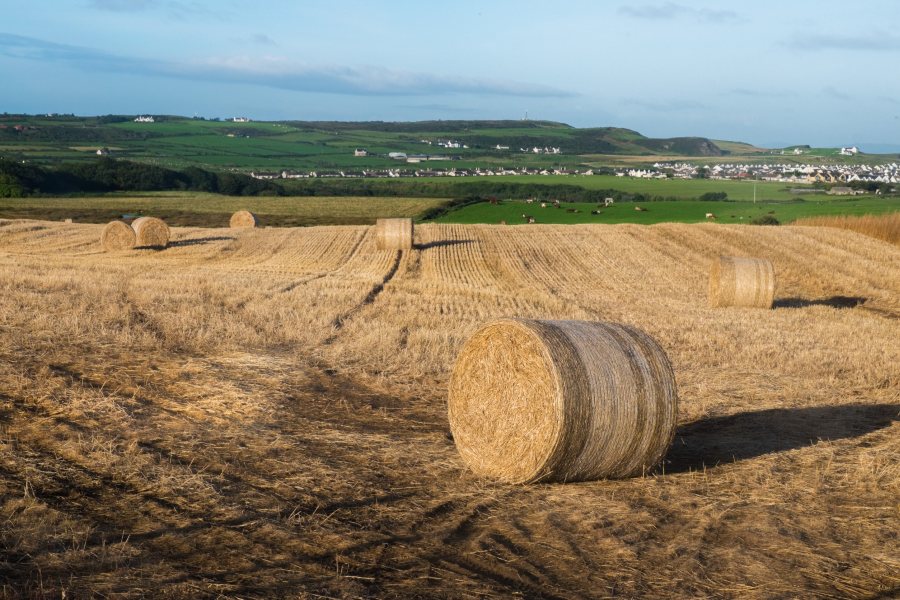 The Single Application, which represents the main income for many NI farms, must be submitted in just under two weeks' time