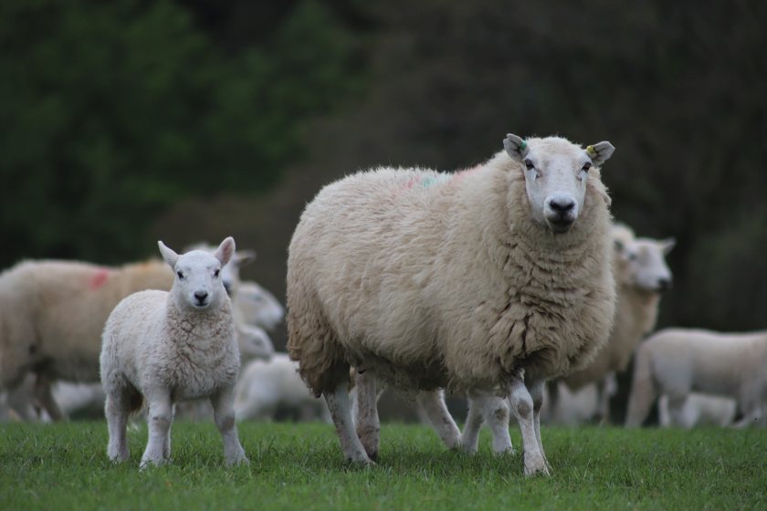 Flocks Needed To Join Welsh Sheep Genetics Programme - FarmingUK News