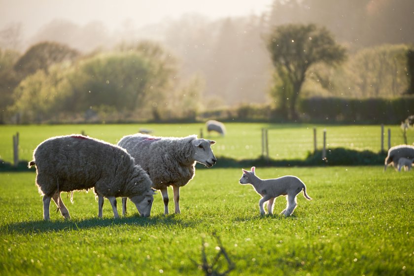 The programme has consisted of three projects, each focusing on a different aspect of the red meat supply chain