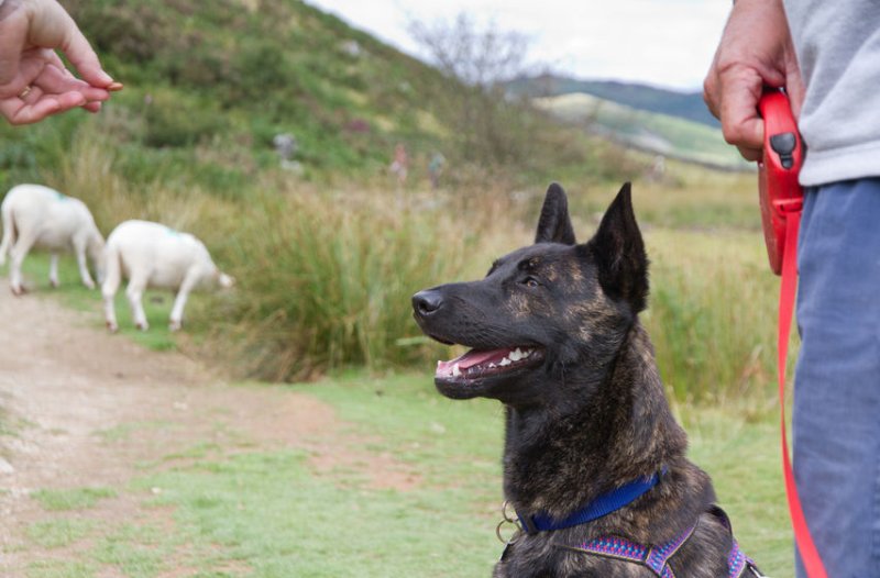 Man, 73, charged after dog attack leaves four lambs dead - FarmingUK News