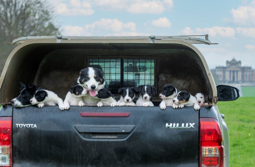 Mr Locke's two leading sheep dogs, Tweed and Roe, are parents to an eight-strong litter of pups