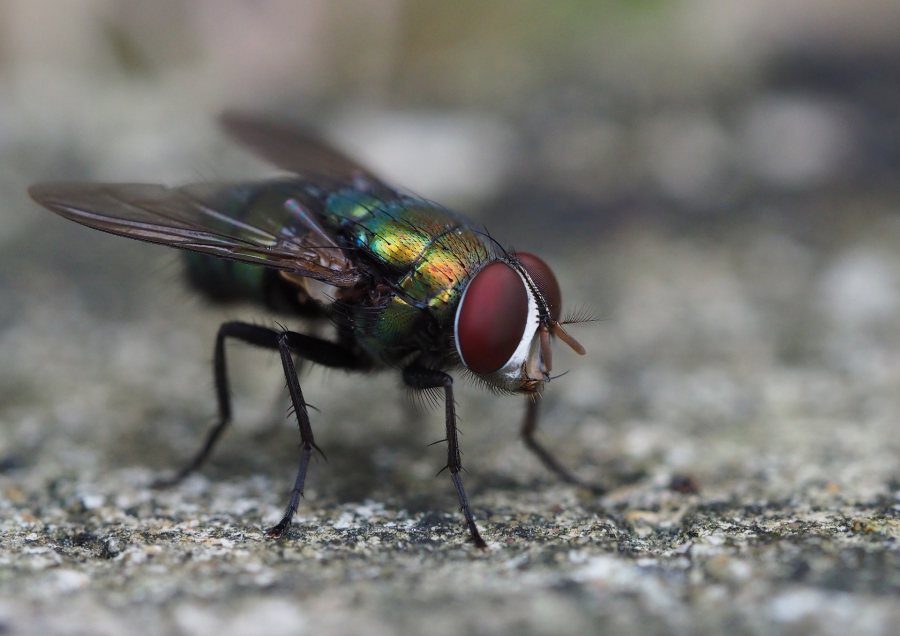 Blowfly strike could cost more than £200 for every lamb lost, according to a new blowfly costing model