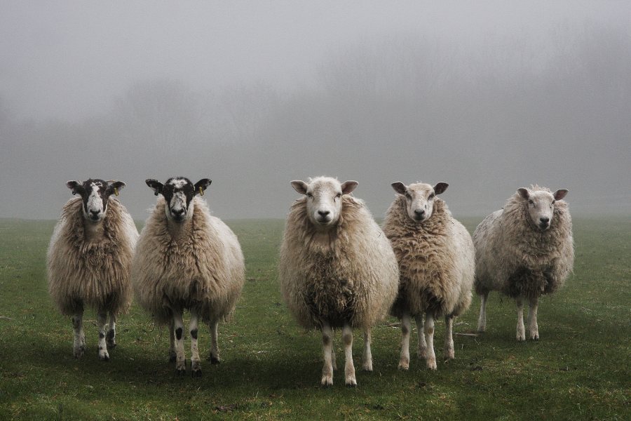 Sheep scab is a contagious disease which has significant welfare and economic consequences for affected farms