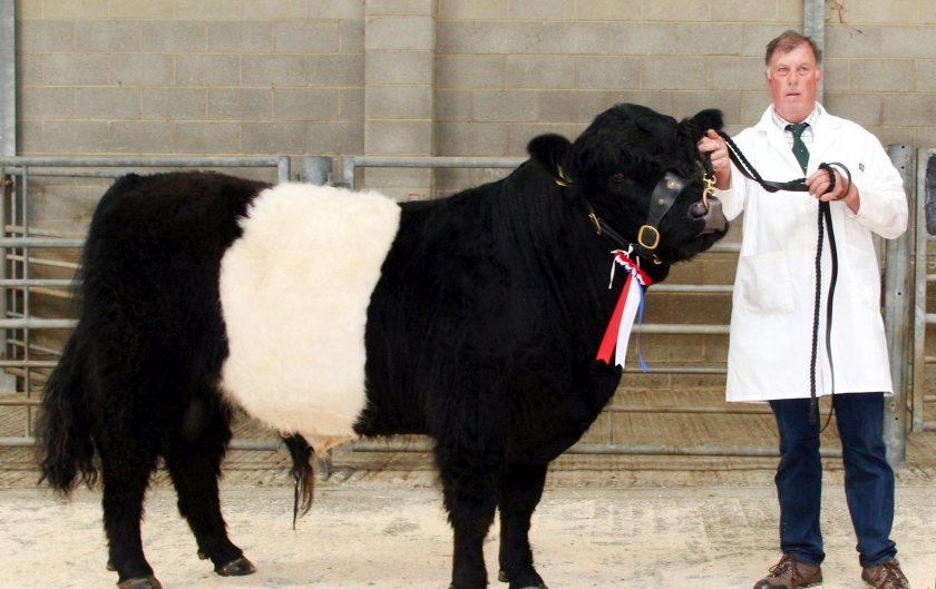 Chris Ryder with his male champion and top price 4,400gns bull, Scaifehall King (Photo: CCM)