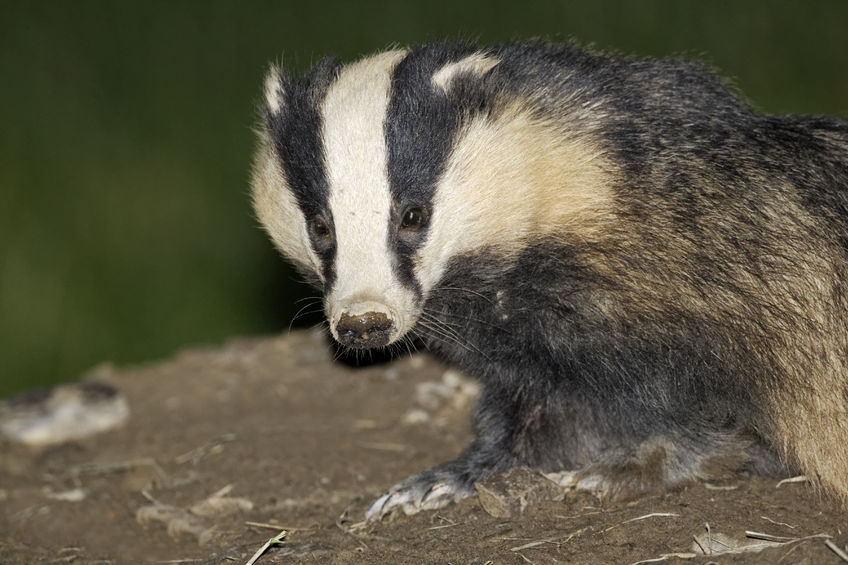 Eleven new zones ranging from Cornwall to Cheshire have now been issued with supplementary cull licences