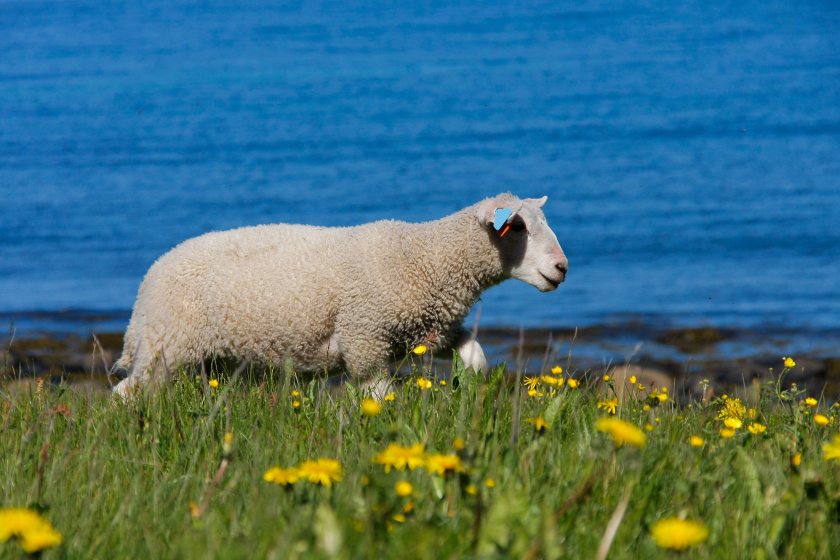 The vaccine is recognised worldwide as one of the most significant contributors to sheep and cattle health