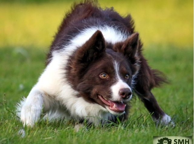 Welsh handler and trialist Kevin Evans sold his two-year-old Foxridge Flynn, netting a top call of £5,600