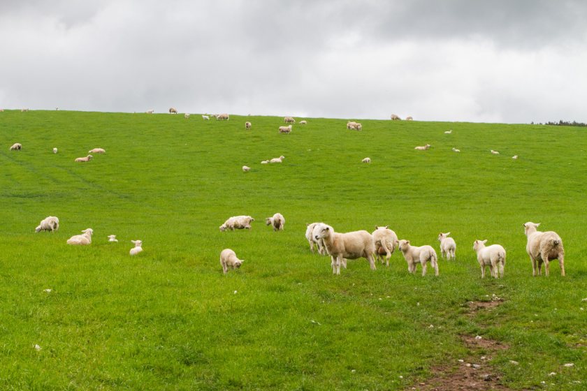 NFU Scotland President Martin Kennedy said the fund would be used "to secure the future of farming and crofting"