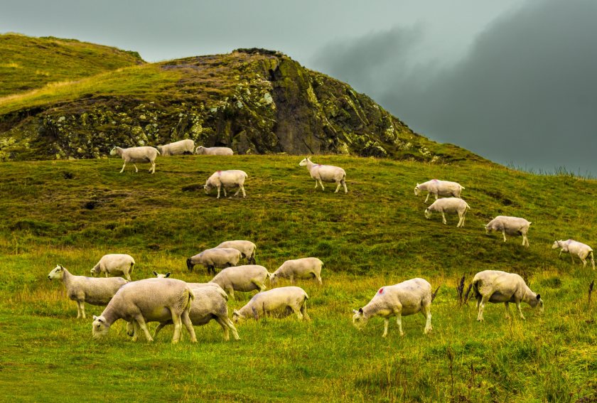 QMS's report has also revealed that market prices in the sheep sector fell back from  records set in 2021